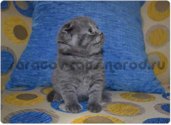 Котенок скоттиш-фолд голубого окраса Алиса