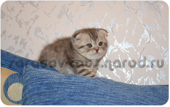 Котенок скоттиш-фолд голубого пятнистого окраса
